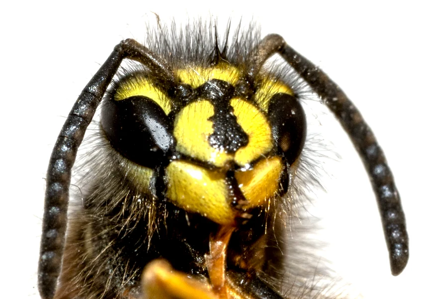 Wespe BBS Vespula vulgaris, Foto 5044