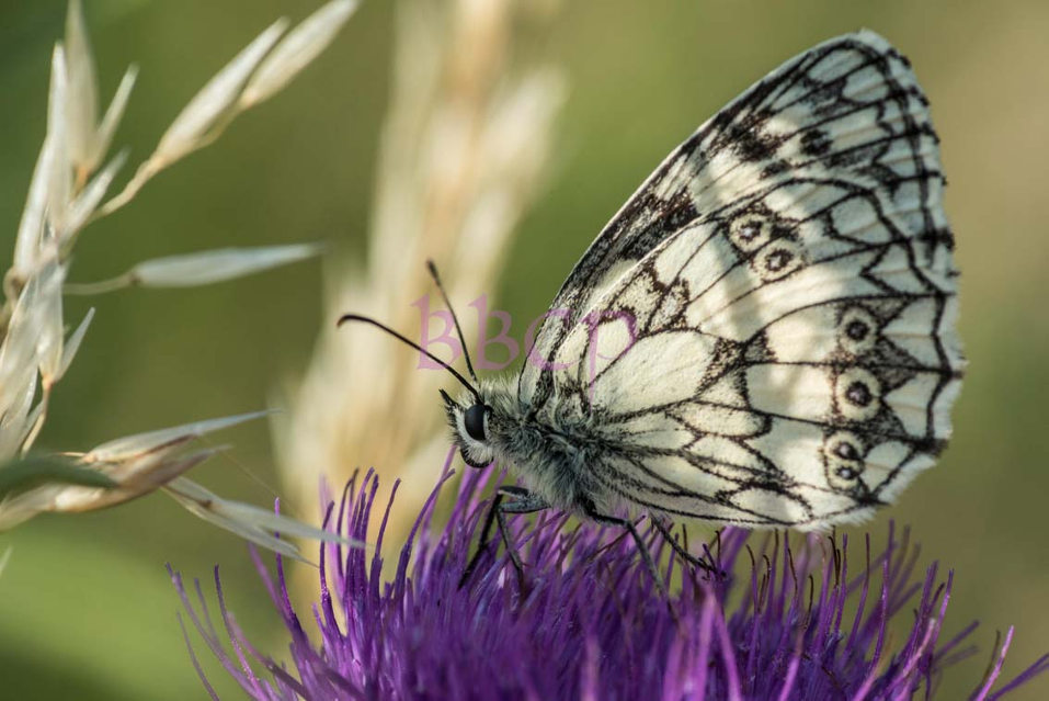 Schmetterling, Foto: Bruno Blatt